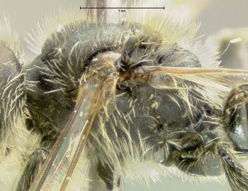 Media type: image;   Entomology 609445 Aspect: thorax lateral